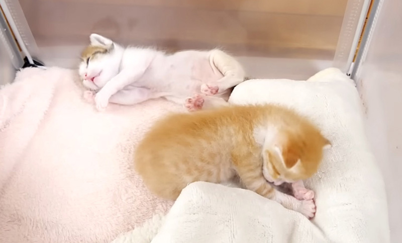 眠る子猫達