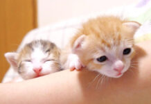 ママとはぐれてしまった2匹の赤ちゃん猫を保護。暖かい寝床で安心する姿にホッとする 甘える子猫達
