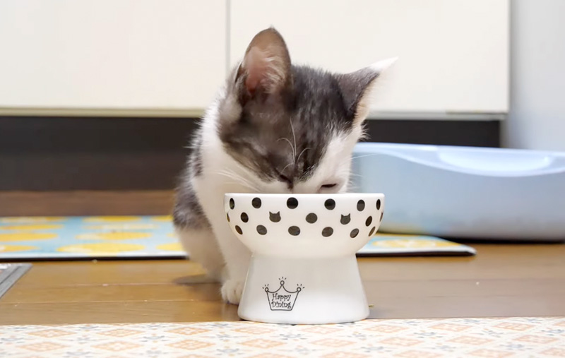 ご飯を食べる子猫