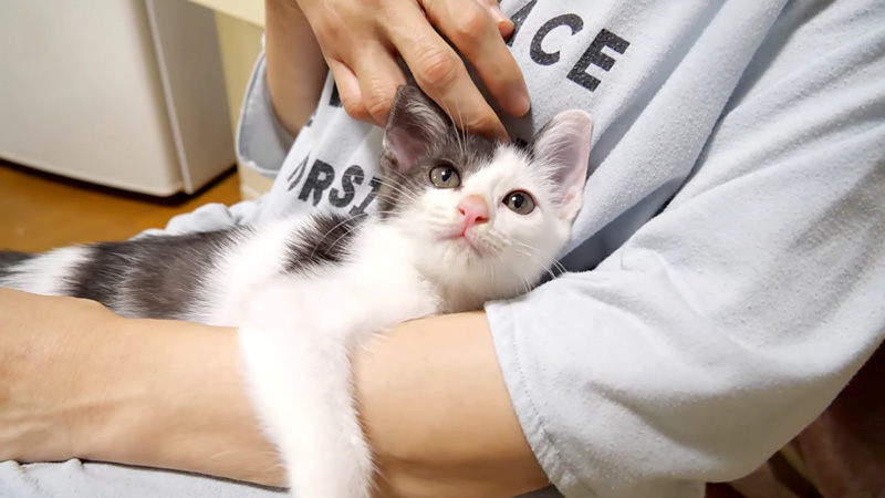 抱っこされる子猫