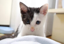 ママをひとり占めする子猫