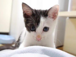 ママをひとり占めする子猫