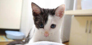 ママをひとり占めする子猫