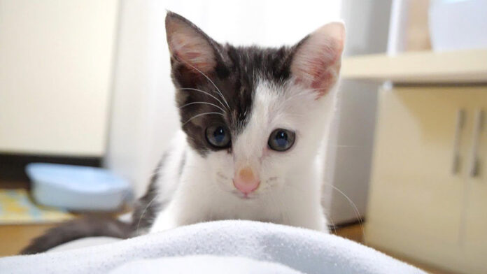 ママをひとり占めする子猫