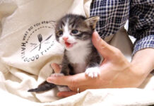 お母さんを待つ子猫