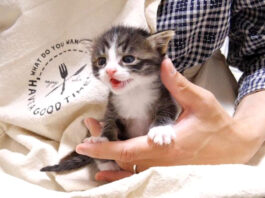 お母さんを待つ子猫