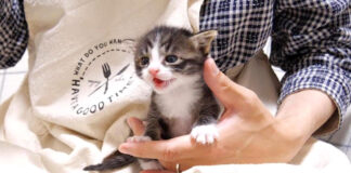 お母さんを待つ子猫