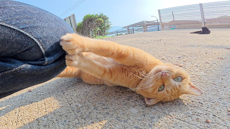 人間の膝で爪研ぎする猫