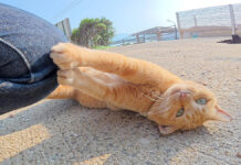 人間の膝で爪研ぎする猫