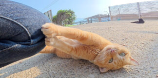 人間の膝で爪研ぎする猫