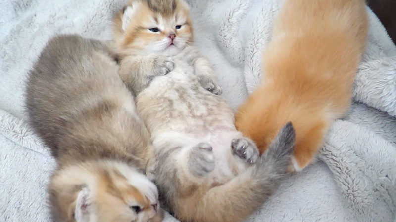 お昼寝する子猫達