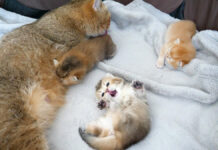 母猫と一緒に過ごす子猫達