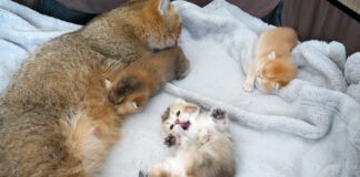 母猫と一緒に過ごす子猫達