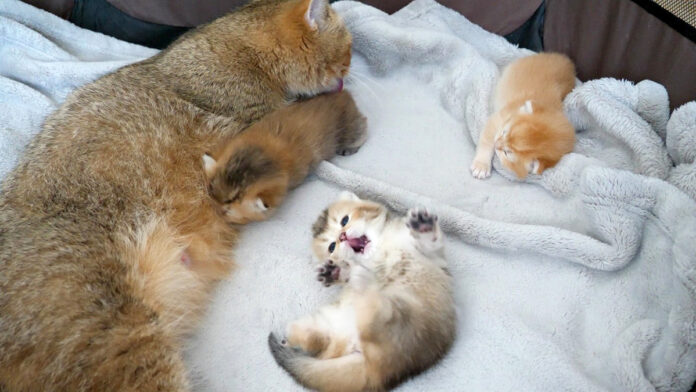 母猫と一緒に過ごす子猫達