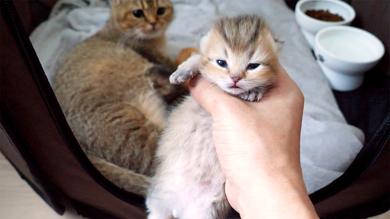 目が開いた子猫