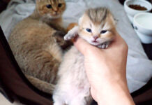 目が開いて見つめてくるようになった子猫達。そのあどけない姿にキュンとする♡ 目が開いた子猫