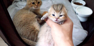 目が開いた子猫