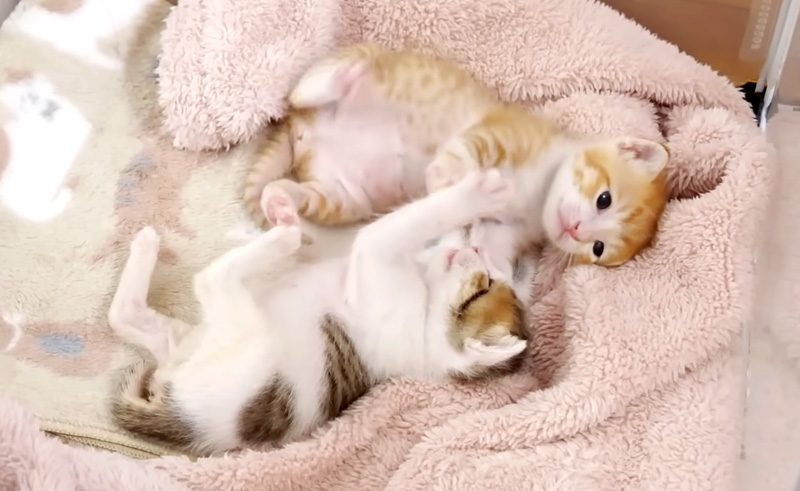 子猫達のジタバタダンス