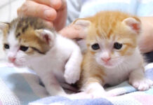 「ミルクどこー?」とヨチヨチ歩きで探す子猫達。夢中でお腹を満たす様子が可愛すぎる♡ 子猫達のミルクタイム