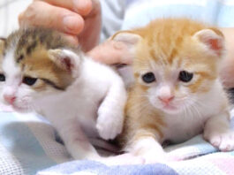 子猫達のミルクタイム