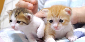 子猫達のミルクタイム