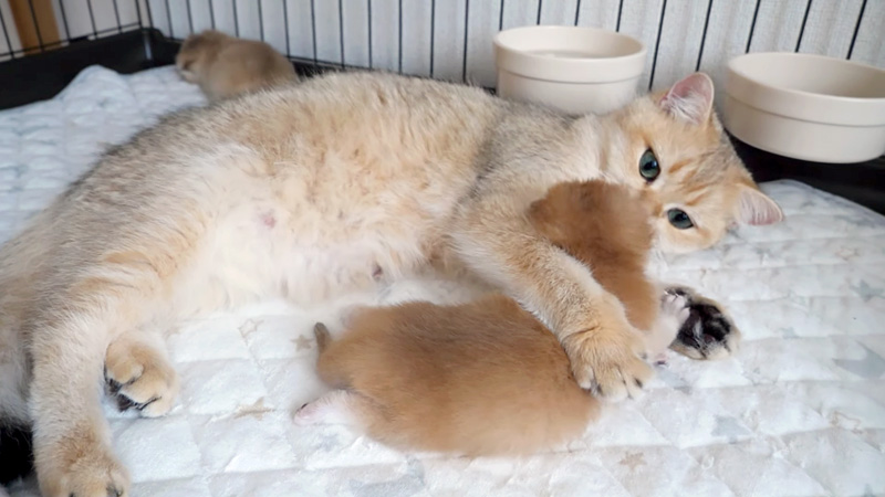 子猫を抱きしめる母猫