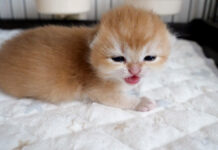 鳴いている子猫に駆け寄って、優しく抱きしめるママ猫の姿に心がポカポカ温まる (*´ェ`*) 鳴き出した子猫