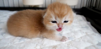 鳴き出した子猫