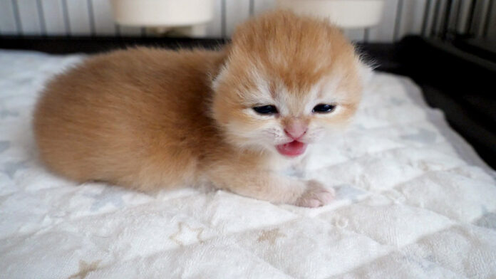 鳴き出した子猫