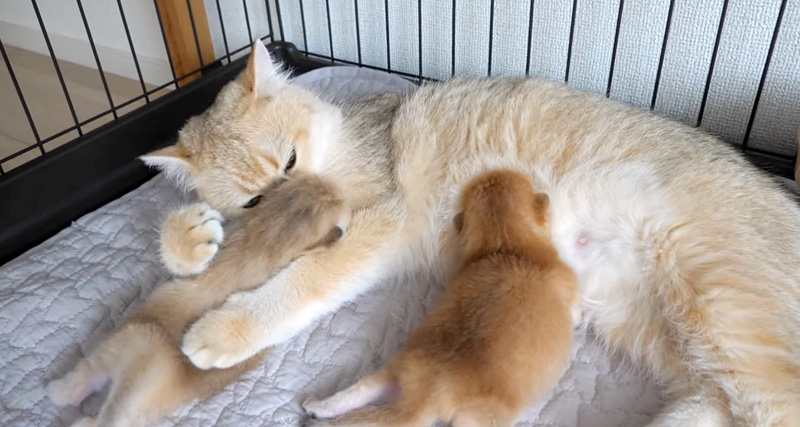 お母さんに甘える子猫達