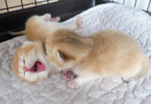 お母さんを鳴いて探す子猫達