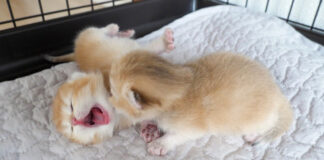 お母さんを鳴いて探す子猫達