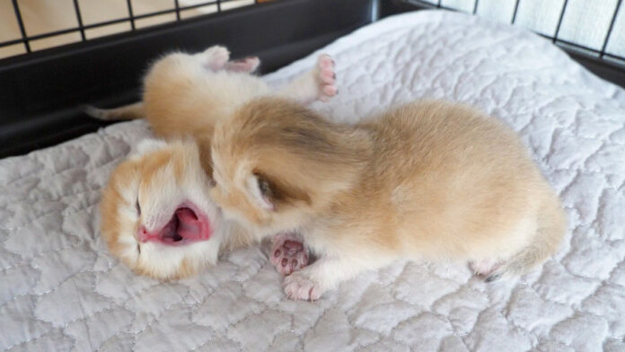 お母さんを鳴いて探す子猫達