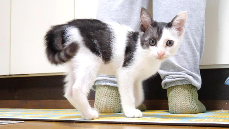 ご飯が食べたい子猫