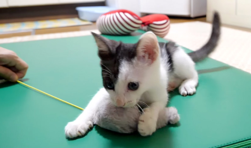 オモチャで遊ぶ子猫