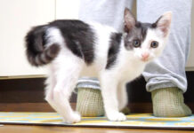 名前を呼ばれるとお返事する子猫