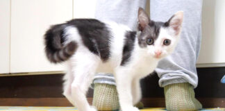 名前を呼ばれるとお返事する子猫