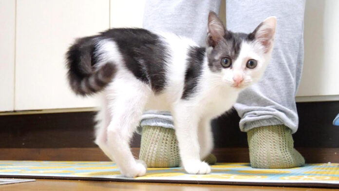 名前を呼ばれるとお返事する子猫