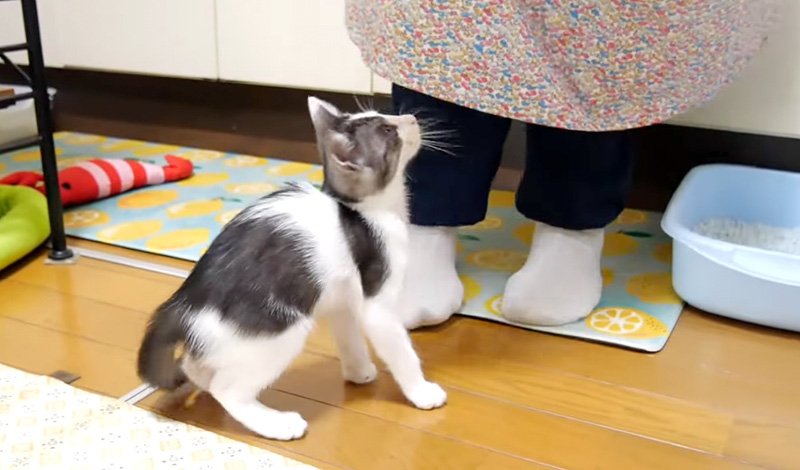 お返事する子猫