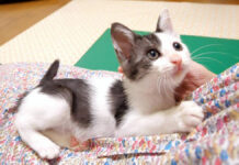 名前を呼ばれた子猫。嬉しそうに返事をする様子がとっても可愛かった (*´ω`*)♡ 食後の子猫