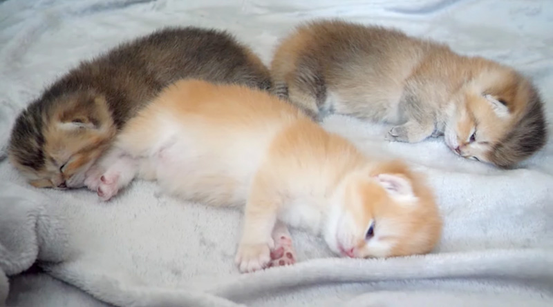 お昼寝する子猫達