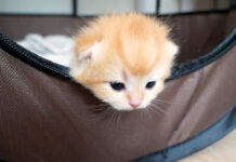 顔をチョコンと出す子猫