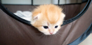 顔をチョコンと出す子猫