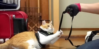 散歩を拒否する猫