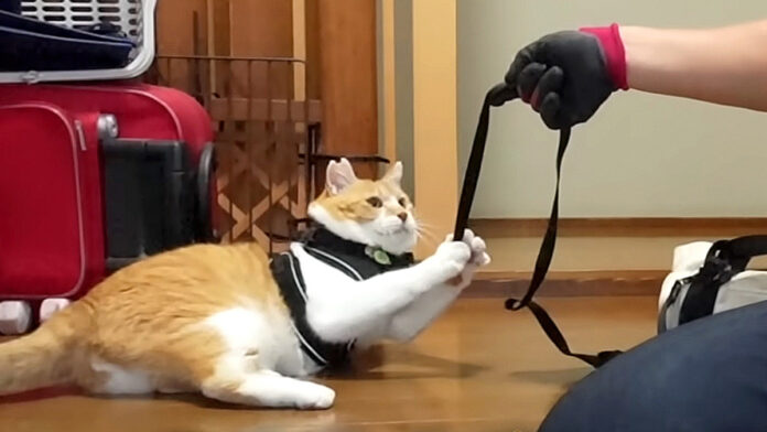 nekodosiroto_neko_title 散歩を拒否する猫