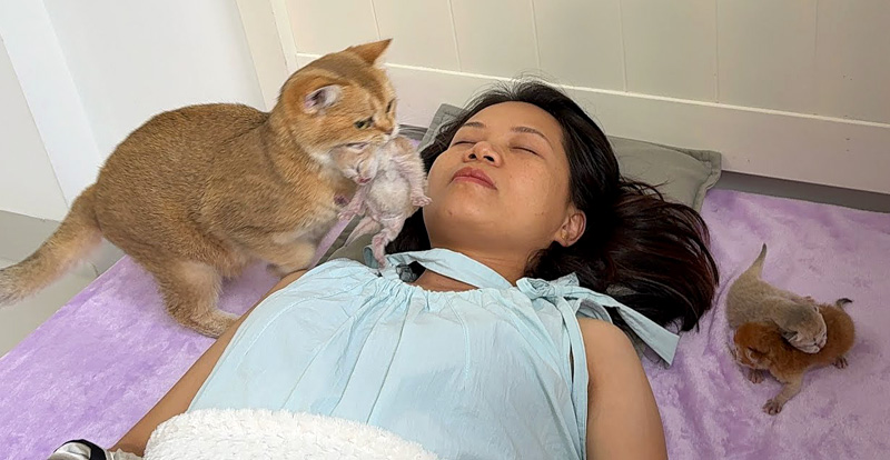 飼い主さんのところに子猫を運んでくる母猫