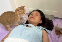 飼い主さんのところに子猫を運んでくる母猫