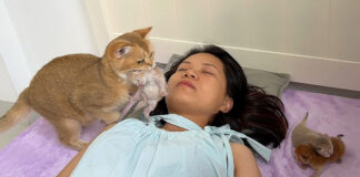 飼い主さんのところに子猫を運んでくる母猫