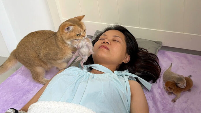 neteirukosodate_neko_title 飼い主さんのところに子猫を運んでくる母猫