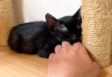 手を枕にして眠る子猫